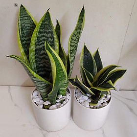Combo 2 Cây Lưỡi Hổ Chậu Sứ Để Bàn Tặng Kèm Sỏi Trang Trí