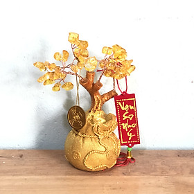 Mua Cây kim tiền cây phát tài phát lộc K02 cao 15cm MÀU VÀNG