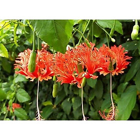 Cây giống Hoa Dâm Bụt Lồng Đèn Cổ
