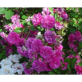 Mua Hoa hồng ngoại {leo  bán leo} bông chùm Purple Rain - hoa tím huyền bí  thơm nhẹ nhàng - cây giống rễ trần