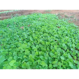 Mua HẠT GIỐNG RAU MÁ  DỄ TRỒNG DỄ CHĂM