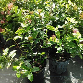 Hoa Mẫu Đơn Tuyệt Đẹp, Vua Của Các Loài Hoa
