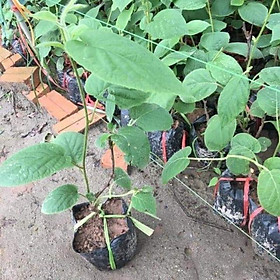 CÂY GIỐNG KIWI CHỊU NHIỆT RUỘT VÀNG QUẢ SỚM