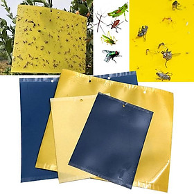 Mua COMBO 05 MIẾNG DÁN SIÊU DÍNH RUỒI VÀNG - BẪY RUỒI VÀNG VÀ CÁC LOẠI CÔN TRÙNG GÂY HẠI CÂY LAN  HOA MÀU  CÂY ĂN TRÁI