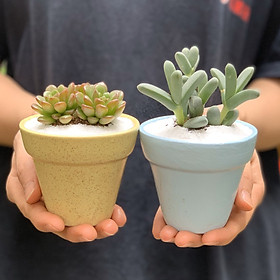 Bộ 2 Cây Mini Để Bàn - 7x7x15 cm - Sen Đá Ruby Đỏ & Sen Đá Tim Lá Dài & Chậu Trồng Cây Gốm Sứ Bát Tràng - Dáng Trôn Ốc