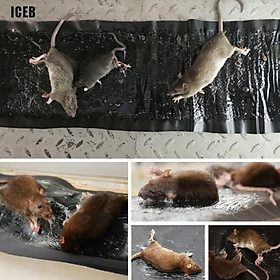 Mua Keo Dán Chuột 60cm Siêu Dính Tiện Dụng