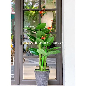 Mua Cây Thiên Điểu Giả cao 150cm 3 thân đã kèm chậu như hình