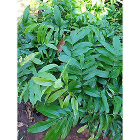 Mua Cây sấu giống (cây tốt khỏe)