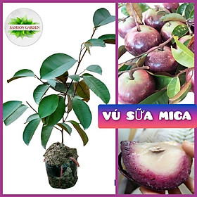 Mua Cây Giống Vú Sữa Mica Vỏ Mỏng  Không Mủ️️Cây ghép chui cành  nhanh cho trái️