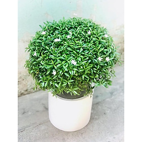 Cây mai vạn phúc chậu tròn văn phòng