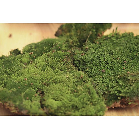Mua rêu nhung   rêu bán cạn trải nền làm cây bonsai   tiểu cảnh   terrarium   hồ bán cạn ...| The Fish Design