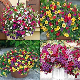Mua CHẬU DẠ YẾN THẢO--SIÊU HOA 4 MÙA--SIÊU ĐẸP