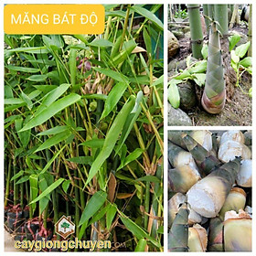 Mua CÂY GIỐNG MĂNG BÁT ĐỘ (BẦU KHỎE)