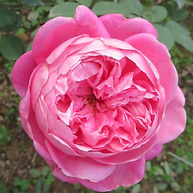 Mua COMBO 3 CÂY GIỐNG Hoa hồng cổ Sapa – Hoa hồng rực rỡ xứ Tây Bắc 
