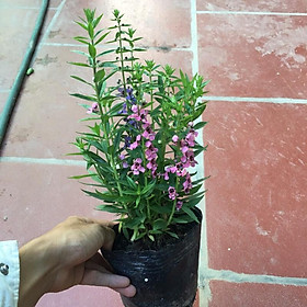 Cây hoa ngọc hân cao 15-23cm cây phát triển quanh năm