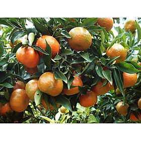 Mua COMBO 2 CÂY GIỐNG CAM ĐƯỜNG CANH - XEM HÀNG TRƯỚC - TRẢ TIỀN SAU