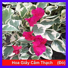 Cây hoa giấy cẩm thạch (màu đỏ) - cây cảnh để bàn + tặng phân bón cho cây