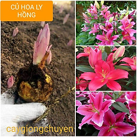 Mua (có hàng) CỦ HOA LY CAO MÀU HỒNG HOA THƠM