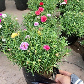 Cây hoa mười giờ nhiều màu