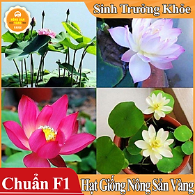 10 Hạt tương tự Hoa Sen Mini Nhật ( Màu Ngẫu Nhiên ) - Nông Sản Vàng