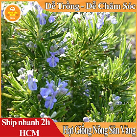 Mua Hạt giống Cây Đuổi Muỗi (Cây Hương Thảo) Mùi Rất Thơm (Gói 15 Hạt ) - Nông Sản Vàng