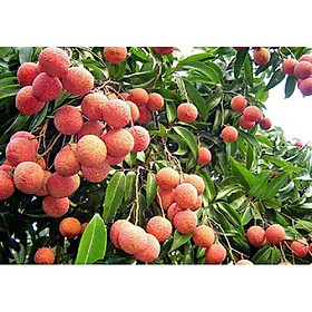 Cây giống vải thiều cây giống chuẩn cho năng suất cao NHANH SIÊU QUẢ CHUẨN GIỐNG
