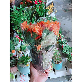 Mua Chậu hoa quỳnh Bán Chạy