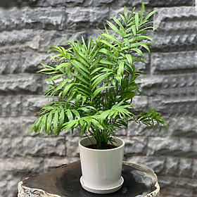 Chậu Cây Cau Tiểu Trâm Mini