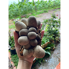 Mua Combo 05 Bịch Meo Giống Nấm Rơm