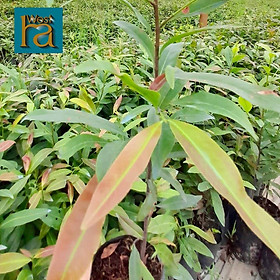 Mua Cây giống mai vàng Hoàng Anh gốc to  sống trên trăm năm