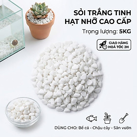 Sỏi Trắng Tinh Hạt Nhỡ 5KG Trang Trí Bể Cá, Chậu Cây, Sân Vườn Cao Cấp