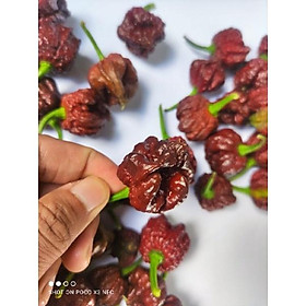 Mua hạt ớt 7 pot chocolate