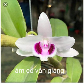 Phi điệp ám cổ văn giang