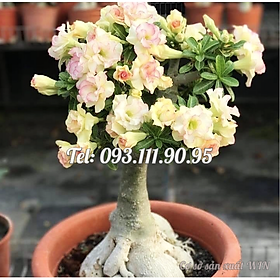 Hạt giống hoa sứ kép Bonsai màu vàng - Bịch 10 hạt – Mã số 1800