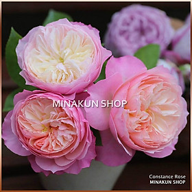 Hoa hồng ngoại Constance Rose ( bụi - dòng hoa cắt cành ) cực đẹp - MinaKun Shop