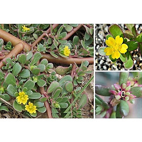 1 bầu cây giống rau sam - bầu cây giống