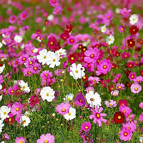 Mua Hạt giống Hoa Sao Nháy Mix F1 - Nảy mầm cao Titapha