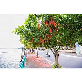 Mua CÂY GIỐNG HOA LỘC VỪNG.