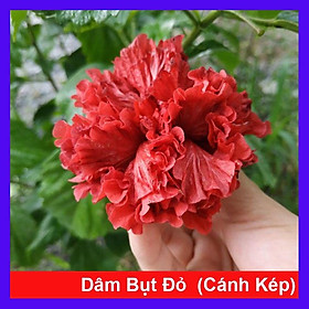 Mua Cây Hoa Dâm Bụt cánh kép (Màu Đỏ) - cây cảnh trong nhà + tặng phân bón cho cây