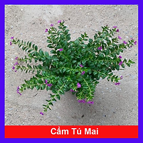  Cây cẩm tú mai nhiều thân nhánh xum xuê phù hợp trồng trang trí  cảnh quan, sân vườn và công viên