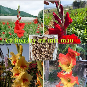 Củ giống hoa lay ơn nhiều màu - 1 kg