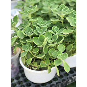 Cây nhất mạc hương vườn xanh 24h
