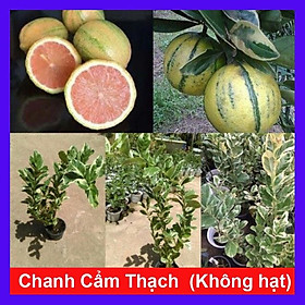 Mua Cây Chanh Cẩm Thạch (Không hạt) - cây ăn quả + tặng phân bón cho cây