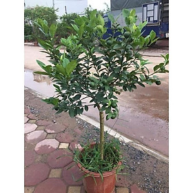 Mua Cây chanh đào trưởng thành cao 1m đang hoa quả (Ảnh thât)