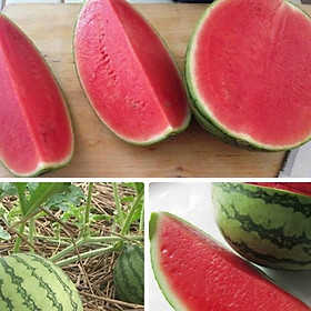 Mua Hạt giống dưa hấu đỏ không hạt dể trồng năng suất cao-gói 10 hạt