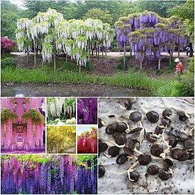 Mua Hạt giống hoa tử đằng mix màu - 5 hạt/gói ( tặng kèm 3 viên nén ươm hạt )