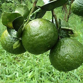 Cây giống CAM SÀNH Miền Bắc