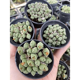 CÂY SEN ĐÁ CONO BỤI SIZE CHẬU 5,5cm