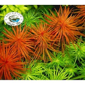 Mua Cây hồng thái dương _ Cây thủy sinh cắt cắm full lá nước