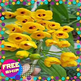 Mua 1 bó phong lan phi điệp vàng rừng tây Bắc hàng hoa đẹp loài lan đẹp rực rỡ + Tặng 02 cây nhót ngọt